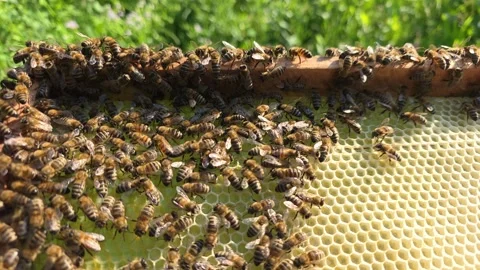 Bees on honeycombs in the evening. Video stock 337946699