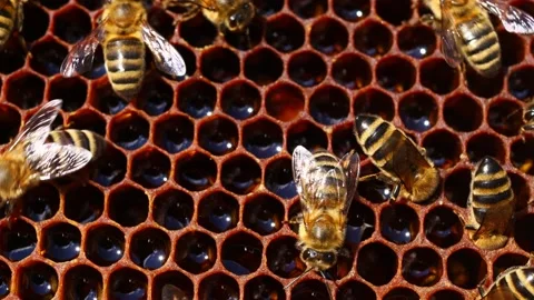 Bees on honeycombs with honey Stock Footage 136193313