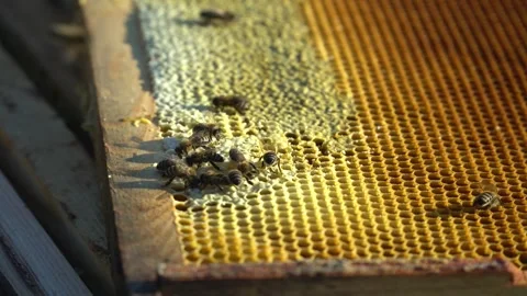 Bees on honeycombs, honey in honeycombs Stock Footage 265005341