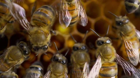 Bees on honeycombs macro shot. Bees make honey and put it in honeycombs Stock-Footage 203778437