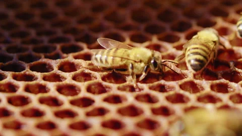 Bees on honeycombs in a macro shot Stock Footage 274664699