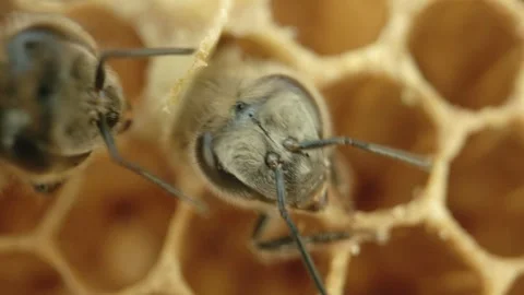 Bees at honeycombs in their nest Stock Footage 267092912