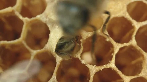 Bees at honeycombs in their nest Stock Footage 267092917