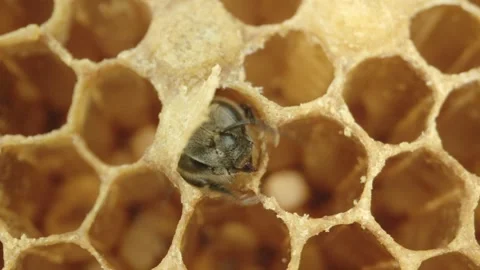 Bees at honeycombs in their nest Stock Footage 267092919