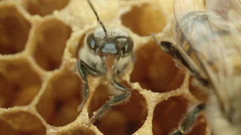 Bees at honeycombs in their nest Stock Footage 267092938