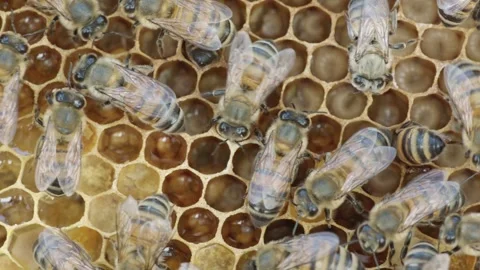 Bees at honeycombs in their nest (slide) Stock Footage 267093016