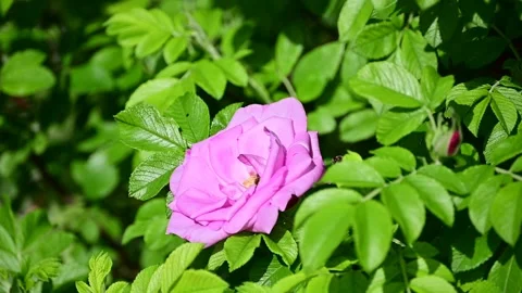 Bees hover over a blooming rose rugosa. Stock Footage 132998866