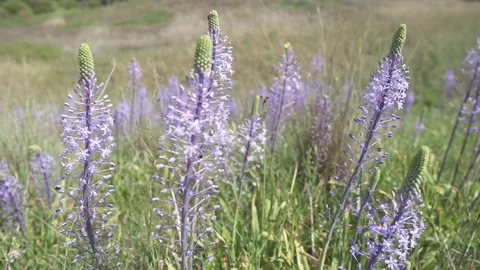 Bees hovering and flying around purple flowers Stock Footage 81860620