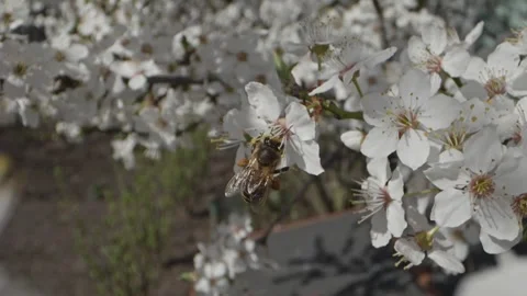 Bees hovering and landing on white cherry blossoms, slow motion macro captu.. Stock Footage 305825511