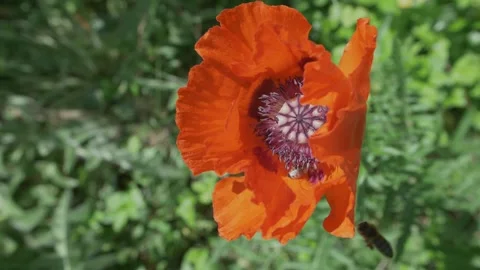 Bees Hovering Around And Landing On Orange Poppy Flower, Slow Motion 動画素材 194559188
