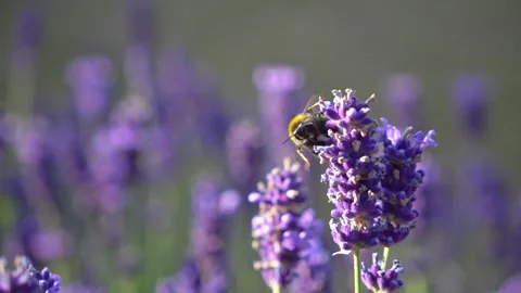 Bees Hovering Around Lavender Flowers in Slow Motion – English Garden Scene 11 Stock Footage 319587885