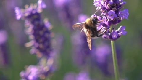 Bees Hovering Around Lavender Flowers in Slow Motion English Garden Scene 10 Stock Footage 319588103