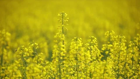 Bees hovering over canola flowers. Stock Footage 247641779