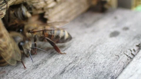 Bees huddle around the small hole of the hive Stock Footage 221397642