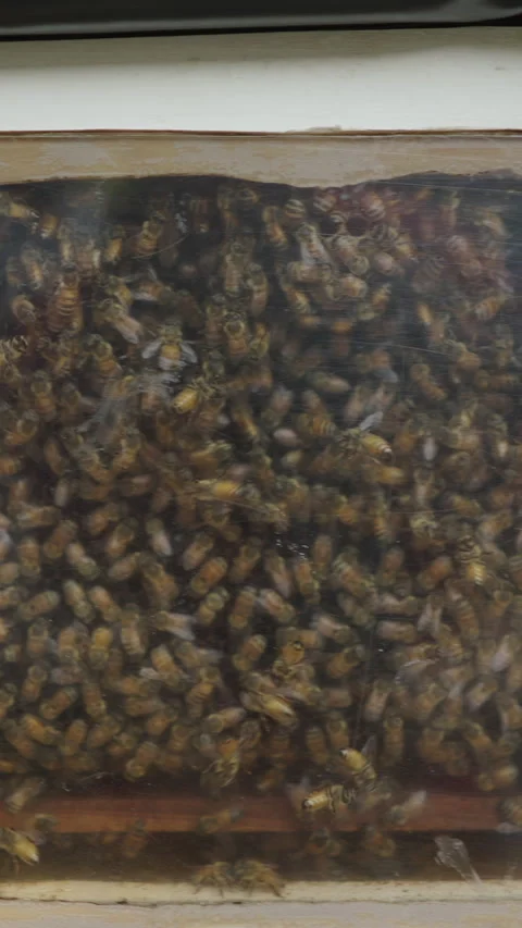 Bees huddle inside a box where they produce honey Stock Footage 265497625