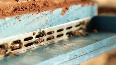 Bees humming around. Stock-Footage 55550049