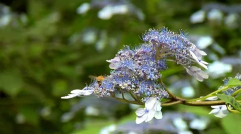 Bees on hydrangea flower Stock Footage 8572935