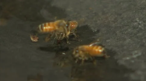 Bees hydrating Video stock 10981684