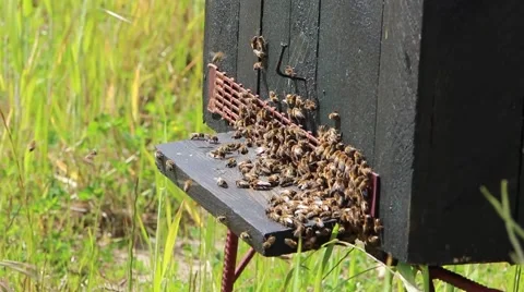 Bees at the inlet to the hive Stock Footage 50857969