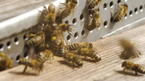 Bees inside beehive close up. Colony insects carry pollen in hive macro Stock Footage 276738678