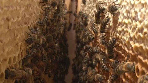 Bees inside the beehive. Eco Organic Bee Farm Stock Footage 137085147
