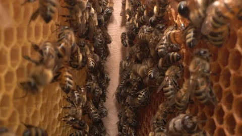 Bees inside the beehive. Honeycomb close up. Bee colony in hive macro Stock Footage 144650433
