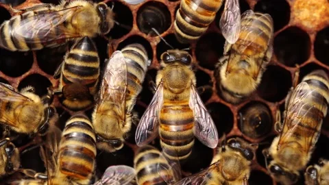 Bees inside the beehive. Honeycomb close up. Bee colony in hive macro. Honey Stock Footage 148418350