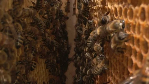 Bees inside the beehive. Honeycomb close up. Bee colony in hive macro Stock Footage 150843384