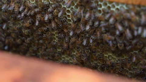 Bees inside the beehive. Honeycomb close up. Bee colony in hive macro. Honey in Stock Footage 157358912
