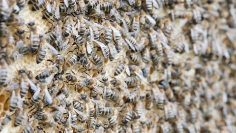 Bees inside the beehive. Honeycomb close up. Bee colony in hive macro. Honey in Stock Footage 237516873