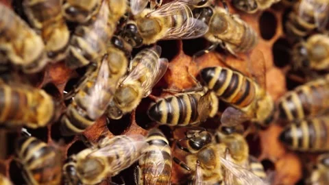 Bees inside the beehive. Honeycomb close up. Bee colony in hive macro. Honey in Video stock 241965194
