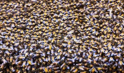 Bees inside a beehive Stock Photos