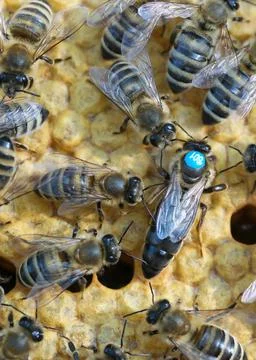 Bees inside a beehive with the queen bee in the middle. Queen bee lays eggs in Stock Photos