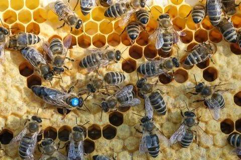 Bees inside a beehive with the queen bee in the middle. Queen bee lays eggs in Stock Photos