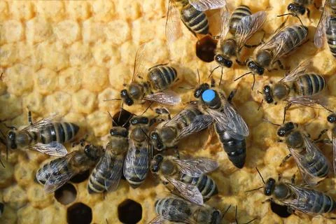 Bees inside a beehive with the queen bee in the middle. Queen bee lays eggs in Stock Photos
