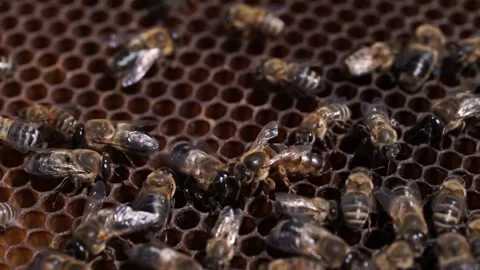 Bees inside a beehive with the queen bees in the middle Stock Footage 195297684