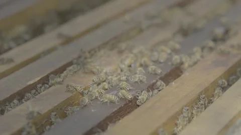 Bees Inside Beehive Storage 4K Ungraded Footage Video stock 338051060