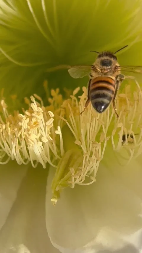 Bees inside a cactus flower collecting pollen Stock Footage 335491751