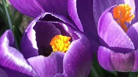 Bees inside crocus flower Stock Footage 123696679