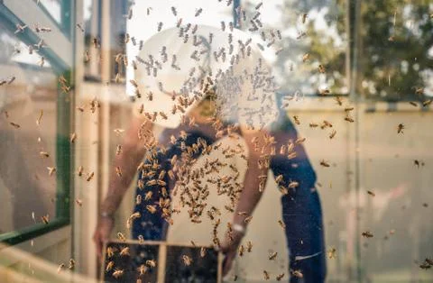 Bees on the inside of a glass box during a demonstration Stock Photos