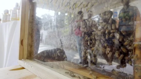Bees inside glass hive frame with honeycomb structure in beekeeping setup Stock Footage 334629577