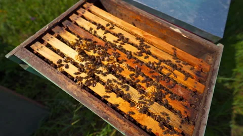 Bees inside the hive. Bees crawling on wooden frames and make honey. Stock Footage 134788579