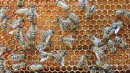 Bees Inside Hive Stock Footage