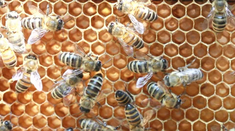 Bees inside hive Stockbeeldmateriaal 39501884