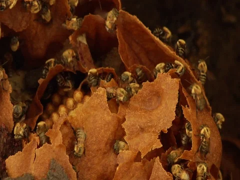 Bees Inside Their Beehive in the Amazon Jungle Rainforest Stock Footage 112934712