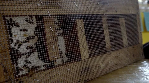 Bees Inside Wooden Beehive Frame Covered with Protective Mesh in Apiary Stock Footage 334622273