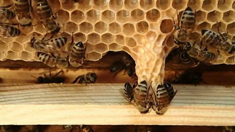 Bees inspect queen cups Stock Footage 125134366