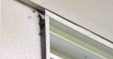 Bees invaded &amp;amp; built their hive / nest inside window sill of house - 4K Stock Footage 204092798