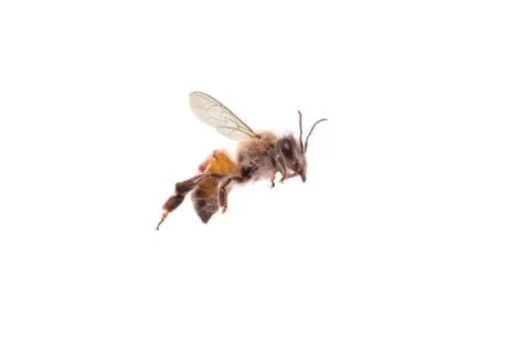 Bees isolated on white background Stock Photos