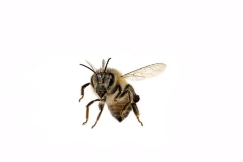 Bees isolated on white background Stock Photos